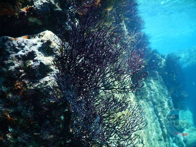 paisaje submarino pared con coral negro